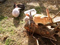 Friend Farmed Animal Rescue pic C