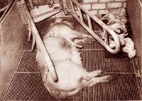 pig and babies on factory farm