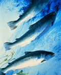 wild salmon
